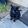black_cat, cat, yellow_eyes, outdoor, concrete, doormat, plant, potted_plant, sidewalk, curious, pet, animal, fur, whiskers, tail, sitting, porch, home, nature, daylight