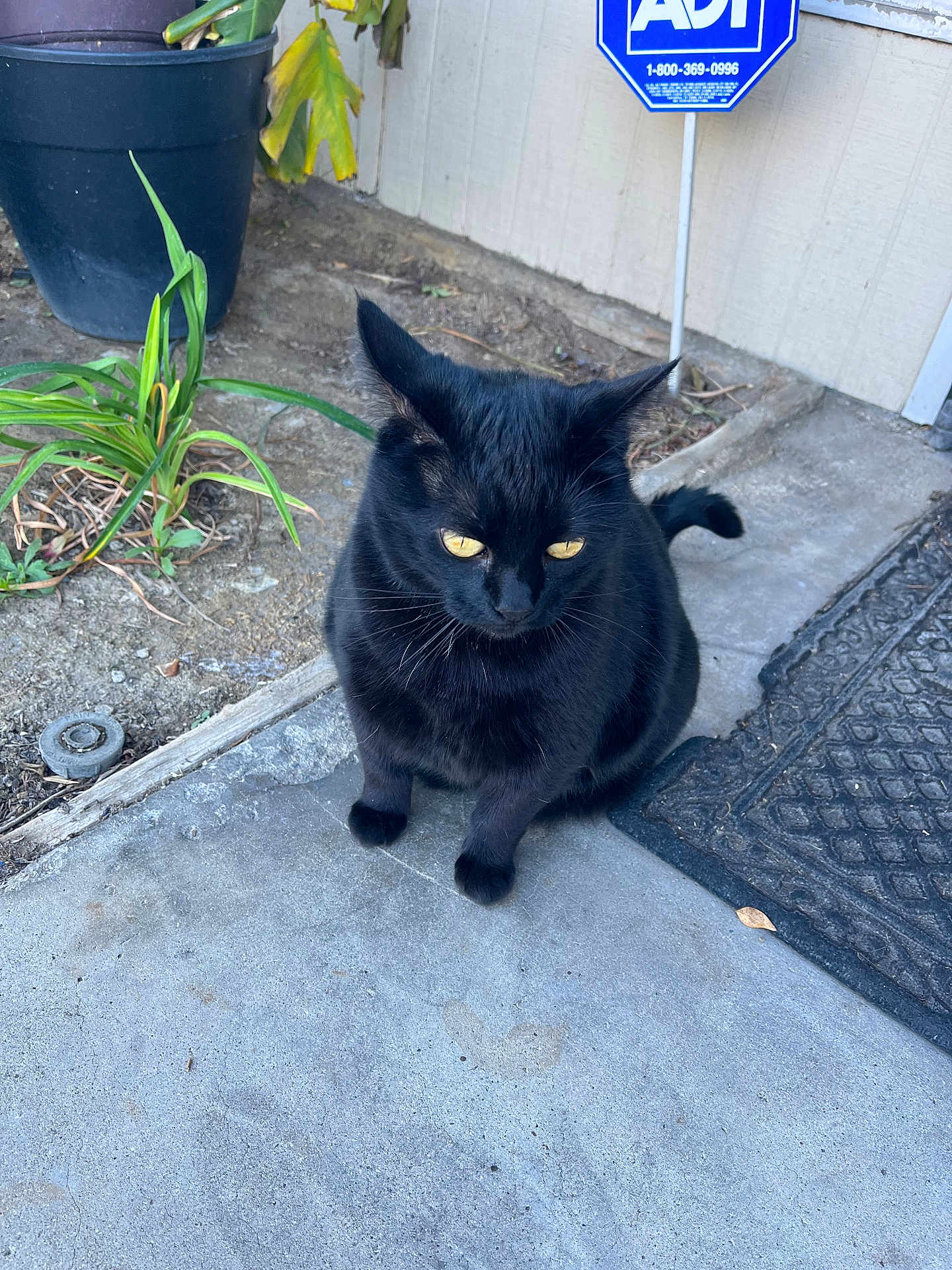 Kitkat