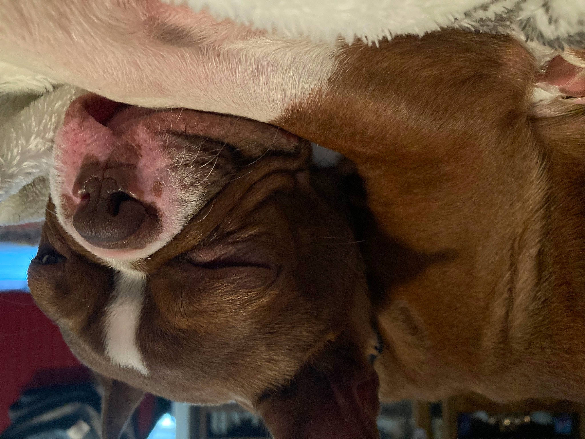 Mochi joined the competition — help win amazing prizes! brown, carnivore, close_up, comfort, companion_dog, dog, dog_breed, ear, eye, fawn, head, human_body, jaw, liver, mammal, snout, sporting_group, vertebrate, working_animal, wrinkle