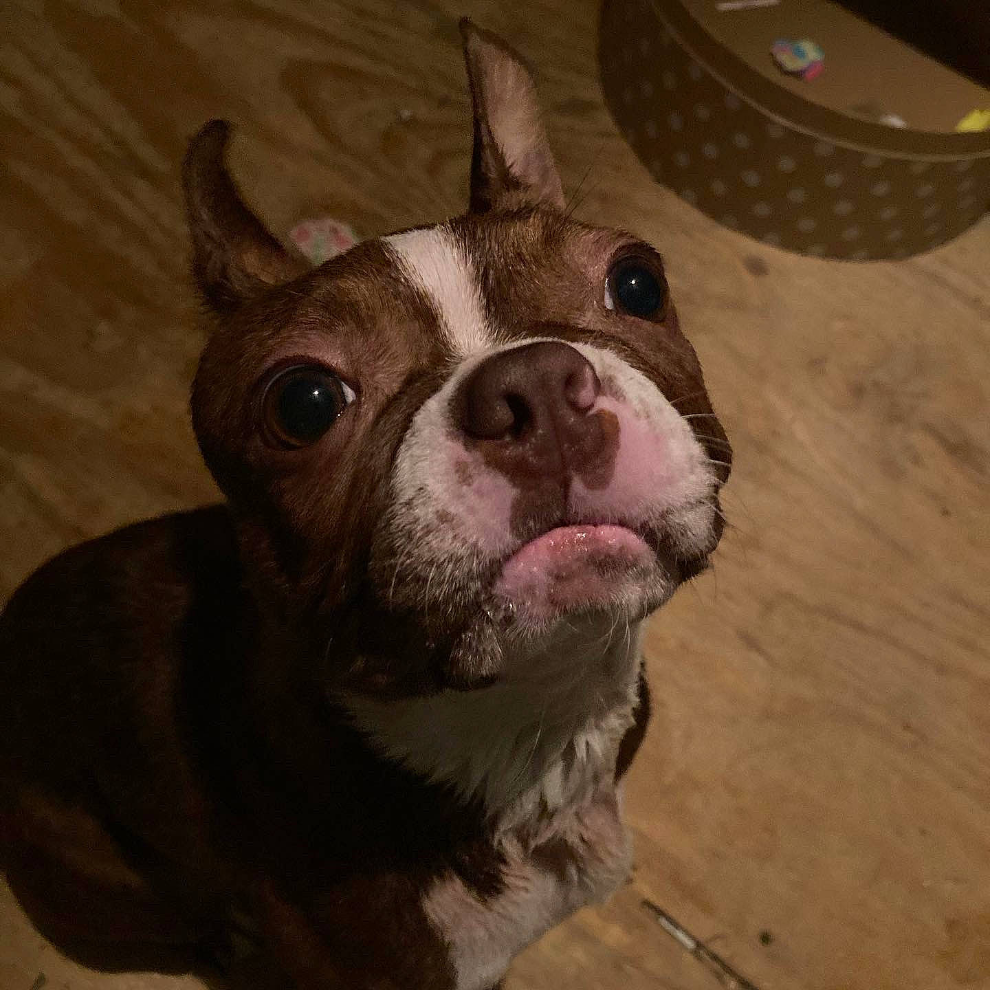 Mochi joined the competition — help win amazing prizes! art, boston_terrier, bulldog, canidae, carnivore, companion_dog, dog, dog_breed, ear, eye, fawn, french_bulldog, remote_control, snout, sporting_group, terrestrial_animal, toy_dog, whiskers, working_animal, wrinkle