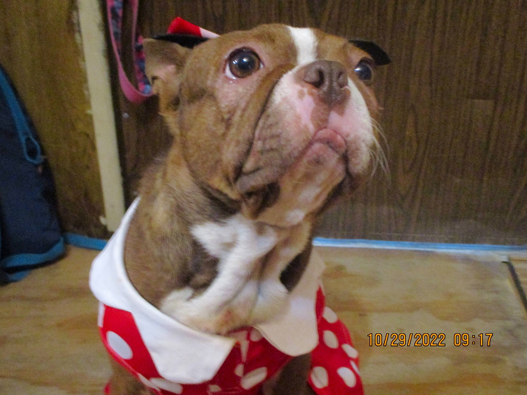 Mochi joined the competition — help win amazing prizes! bag, bulldog, canidae, carnivore, companion_dog, dog, dog_breed, fawn, liver, luggage_and_bags, molosser, non_sporting_group, pet_supply, snout, sporting_group, terrestrial_animal, whiskers, wood, working_animal, wrinkle