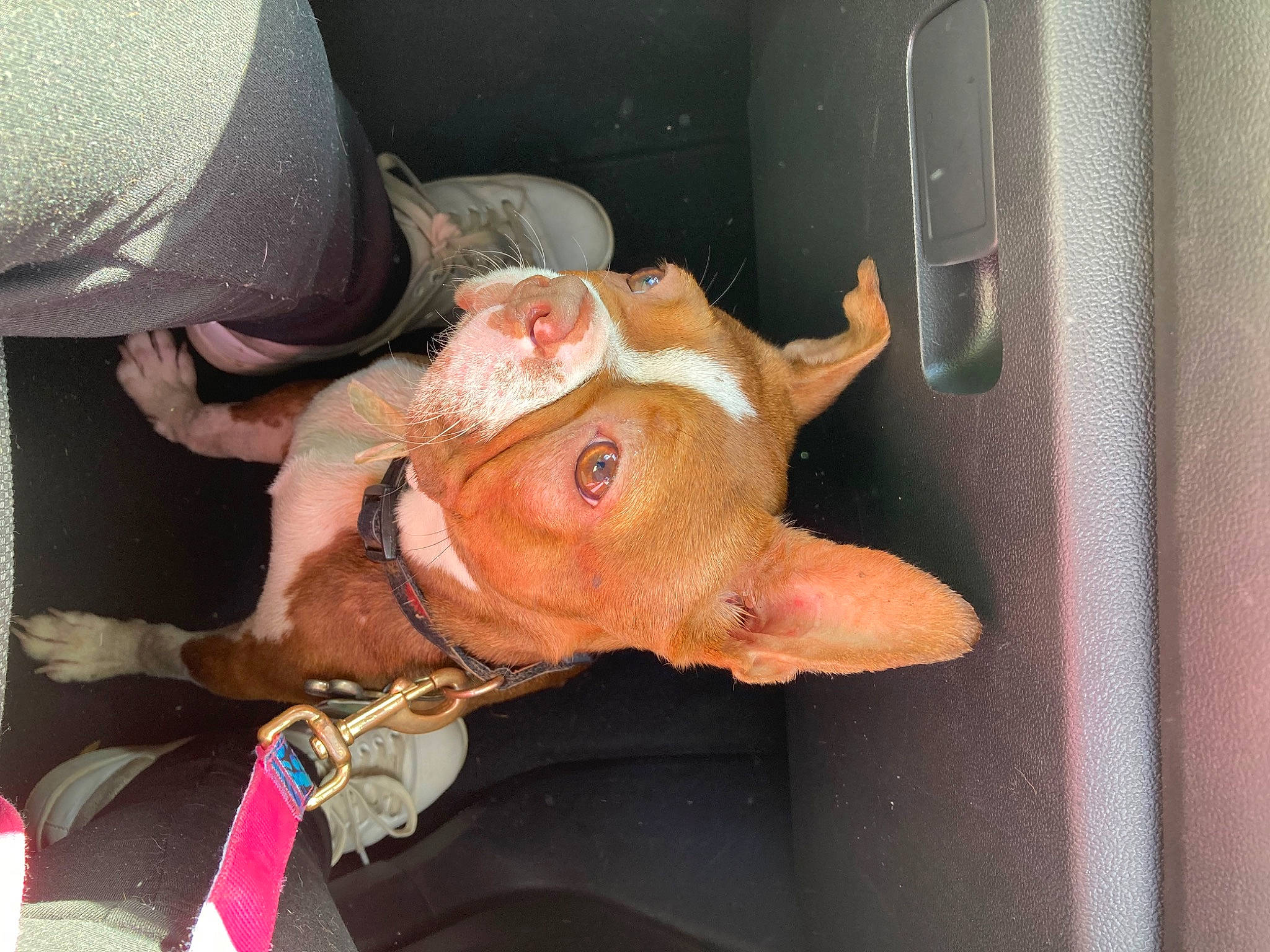 Mochi joined the competition — help win amazing prizes! domestic_pig, fawn, flesh, jaw, liver, livestock, meat, pork, snout, suidae, terrestrial_animal, working_animal, wrinkle, wrist