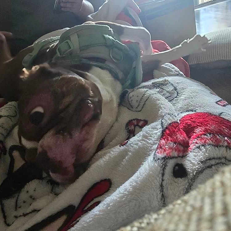 Mochi