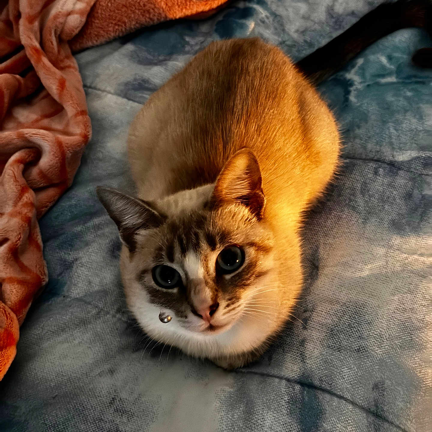 Coconut is registered to the contest to win money with this photo: animal, blanket, cat, hardwood, kitten, manx, pet, quilt, siamese, stainedwood, towel, wood