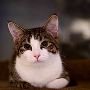 Tiny joined the competition — help win amazing prizes! cat, tabby, white_fur, fluffy, pet, animal, portrait, close_up, face, whiskers, ears, eyes, green_eyes, pink_nose, paws, lying_down, indoors, warm_lighting, blurred_background, cute