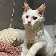 Saphir a rejoint le concours — aidez-le/la à gagner de superbes lots ! kitten, white_fur, whiskers, ears, eyes, paw, blanket, texture, indoor, cozy, furniture, pet, curious, young_animal, fur, closeup, animal, resting, soft, cute