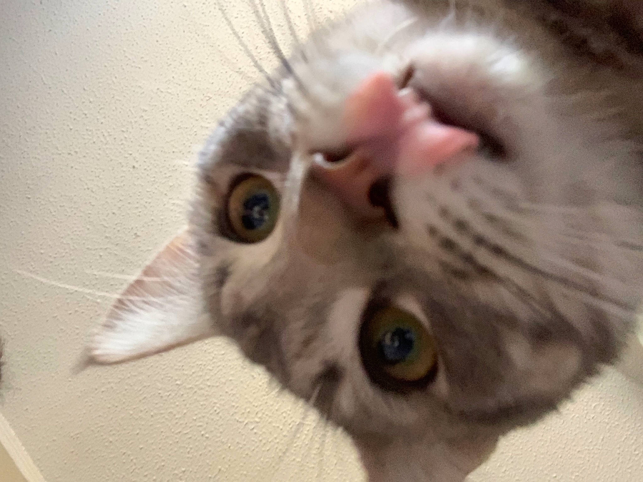 Ashe is registered to the contest to win money with this photo: american_curl, carnivore, cat, close_up, domestic_short_haired_cat, ear, european_shorthair, eye, face, felidae, fur, head, iris, nose, organ, singapura, skin, small_to_medium_sized_cats, snout, whiskers