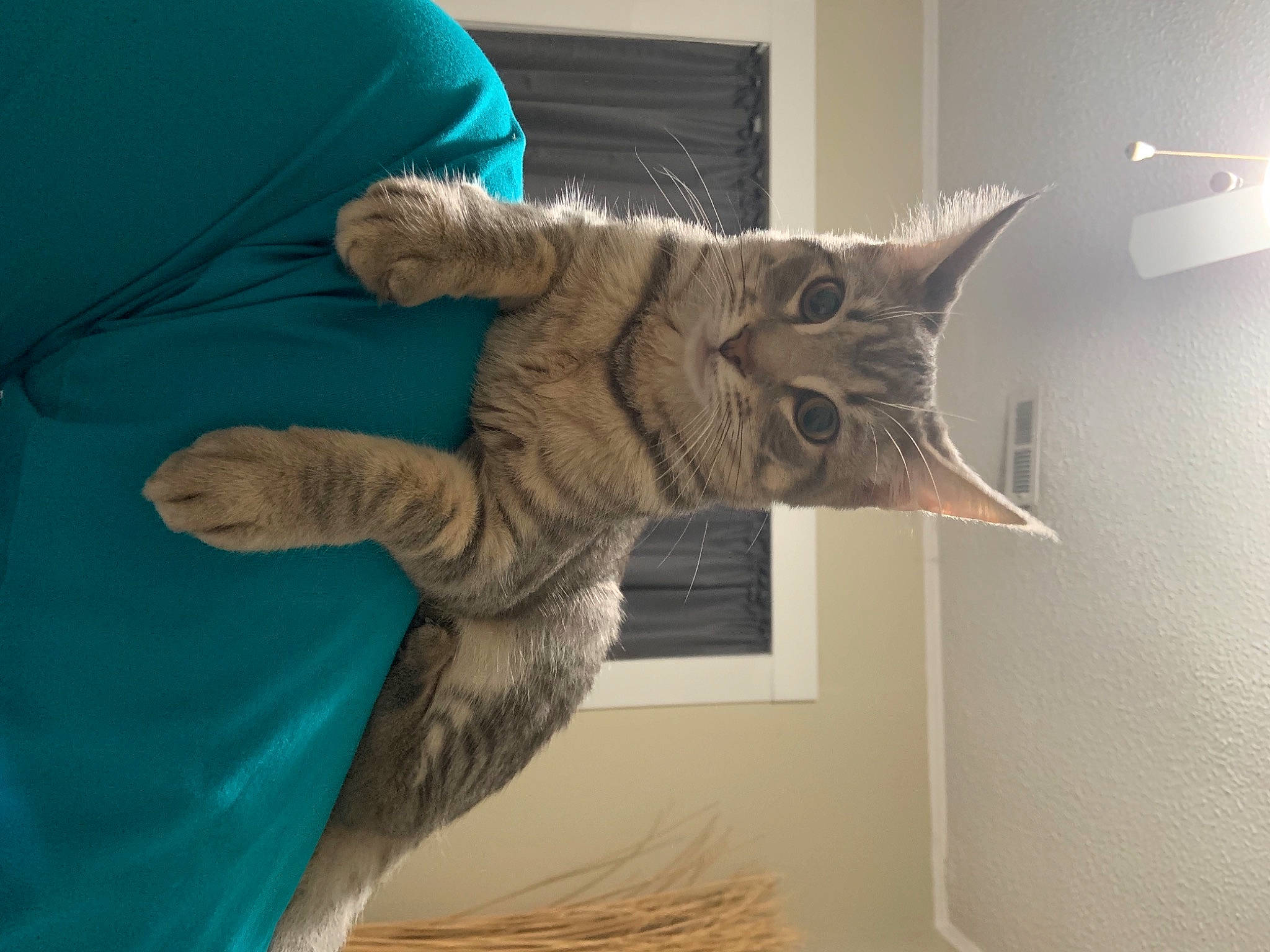 Ashe joined the competition — help win amazing prizes! carnivore, cat, claw, devon_rex, domestic_short_haired_cat, european_shorthair, felidae, fur, kitten, pixie_bob, russian_blue, small_to_medium_sized_cats, tabby_cat, tail, whiskers