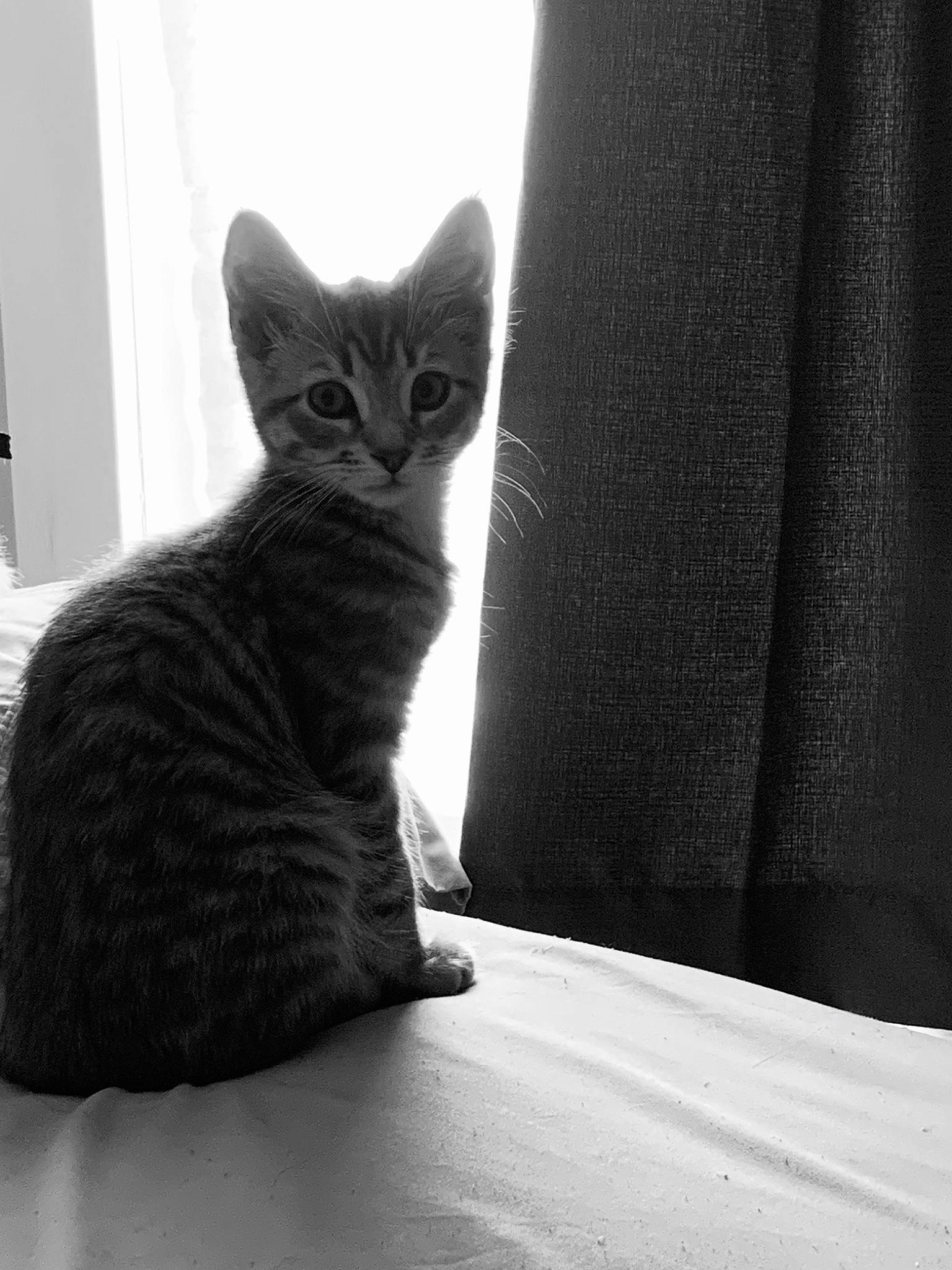 Ashe is registered to the contest to win money with this photo: asian, black, black_and_white, black_cat, carnivore, cat, domestic_short_haired_cat, european_shorthair, felidae, kitten, mammal, monochrome, small_to_medium_sized_cats, style, tabby_cat, whiskers