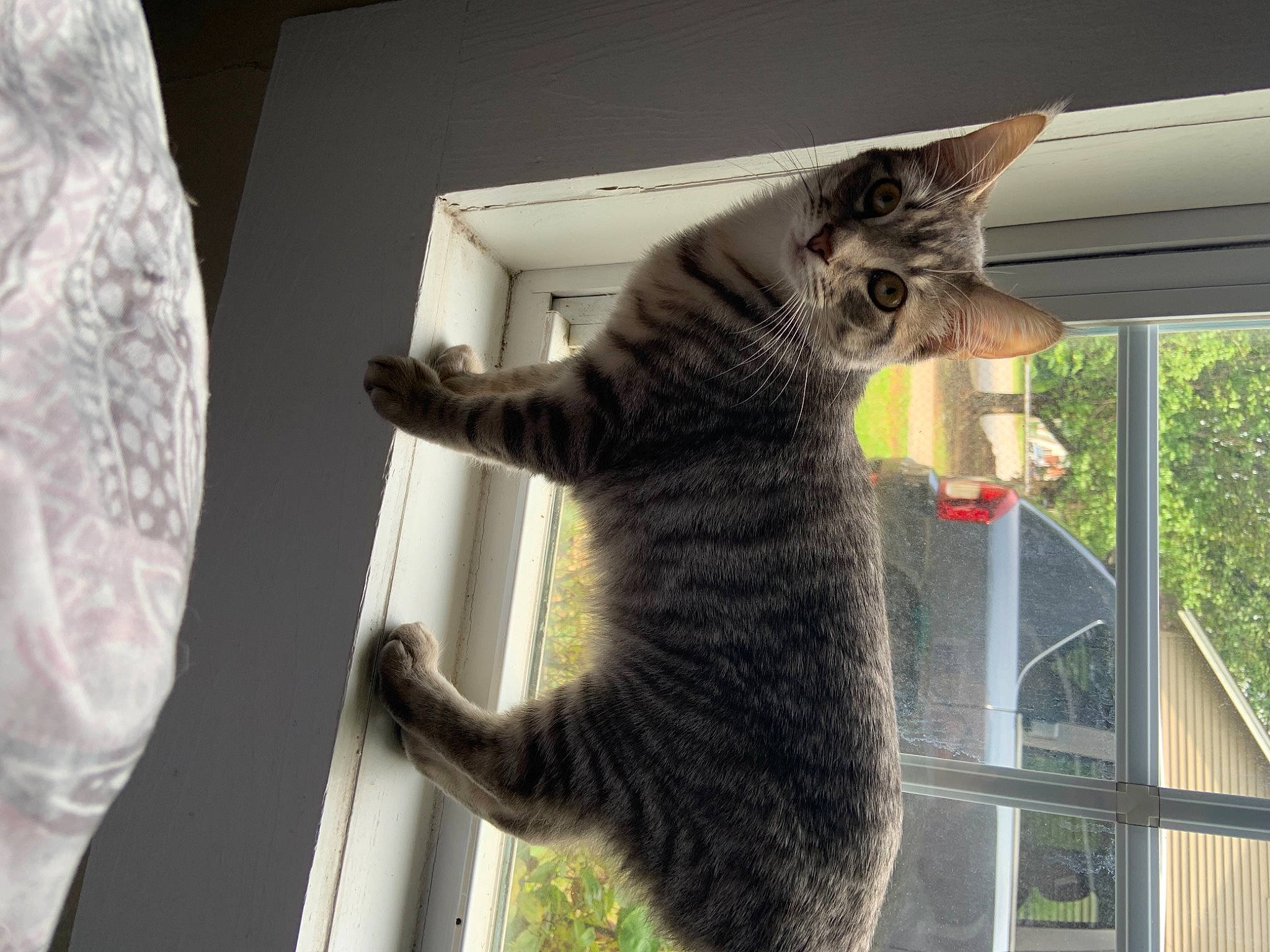 Ashe is registered to the contest to win money with this photo: carnivore, cat, domestic_short_haired_cat, dragon_li, egyptian_mau, european_shorthair, felidae, fur, interior_design, kitten, ocicat, pixie_bob, polydactyl_cat, russian_blue, small_to_medium_sized_cats, tabby_cat, tail, tree, whiskers, window