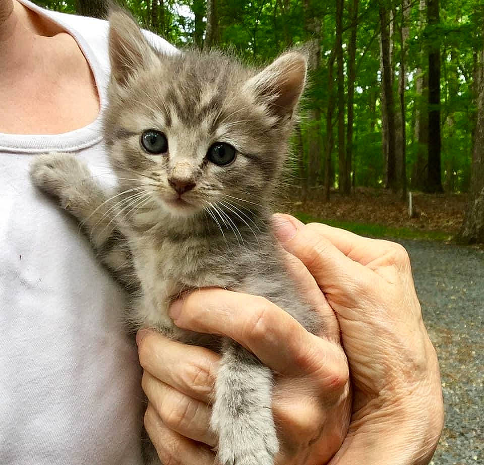 Ashe joined the competition — help win amazing prizes! aegean_cat, asian, australian_mist, british_semi_longhair, carnivore, cat, domestic_short_haired_cat, dragon_li, european_shorthair, fawn, felidae, hand, kitten, mammal, ojos_azules, pixie_bob, polydactyl_cat, small_to_medium_sized_cats, tabby_cat, whiskers