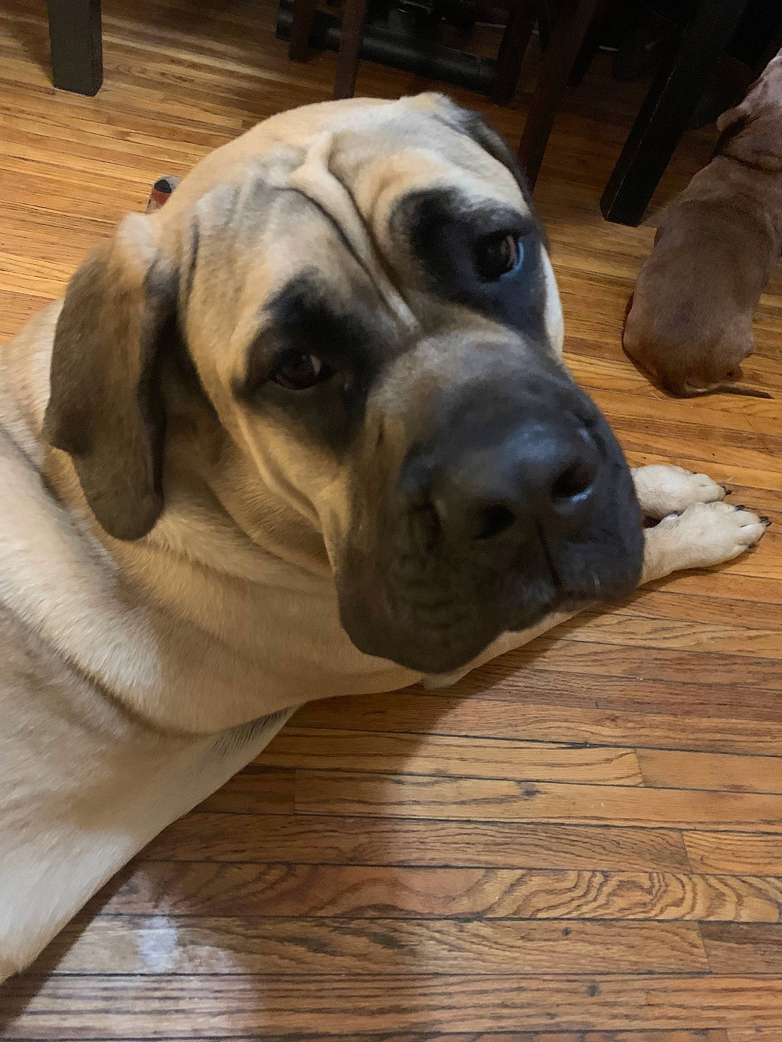 Braxton joined the competition — help win amazing prizes! american_mastiff, black_mouth_cur, boerboel, bullmastiff, canidae, carnivore, companion_dog, dog, dog_breed, english_mastiff, fawn, fila_brasileiro, mammal, molosser, non_sporting_group, rare_breed_dog, snout, sporting_group, vertebrate, working_dog