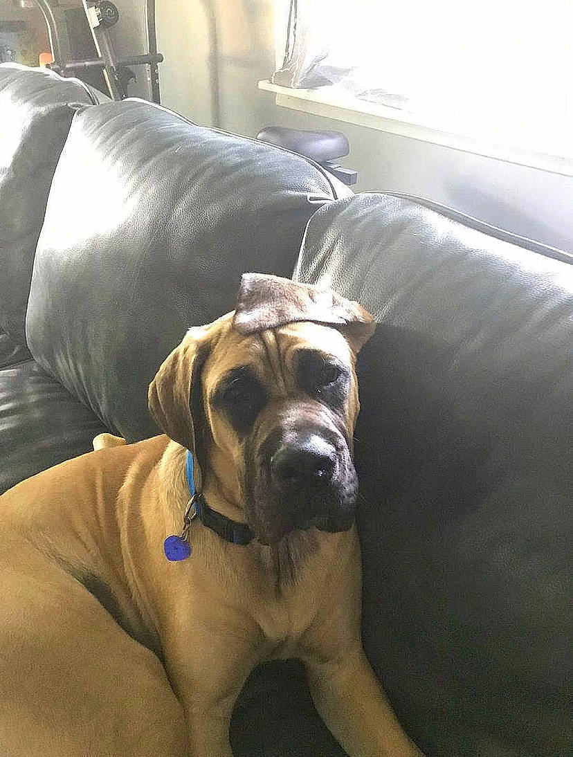 Braxton is registered to the contest to win money with this photo: bandog, boerboel, bullmastiff, canidae, carnivore, companion_dog, dog, dog_breed, english_mastiff, fawn, fila_brasileiro, guard_dog, korean_mastiff, mammal, non_sporting_group, rare_breed_dog, snout, sporting_group, vertebrate