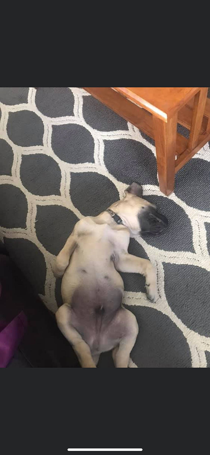 Braxton is registered to the contest to win money with this photo: american_bulldog, american_pit_bull_terrier, bull_terrier, canidae, carnivore, dog, dog_breed, fawn, feist, french_bulldog, italian_greyhound, non_sporting_group, paw, pit_bull, pointer, puppy, sporting_group, tail, whippet