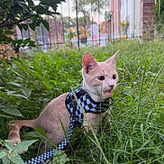 Yuki joined the competition — help win amazing prizes! cat, kitten, pet, animal, outdoor, garden, grass, leash, harness, checkered, blue, pink, feline, portrait, close_up, backyard, plants, leaves, fence, house