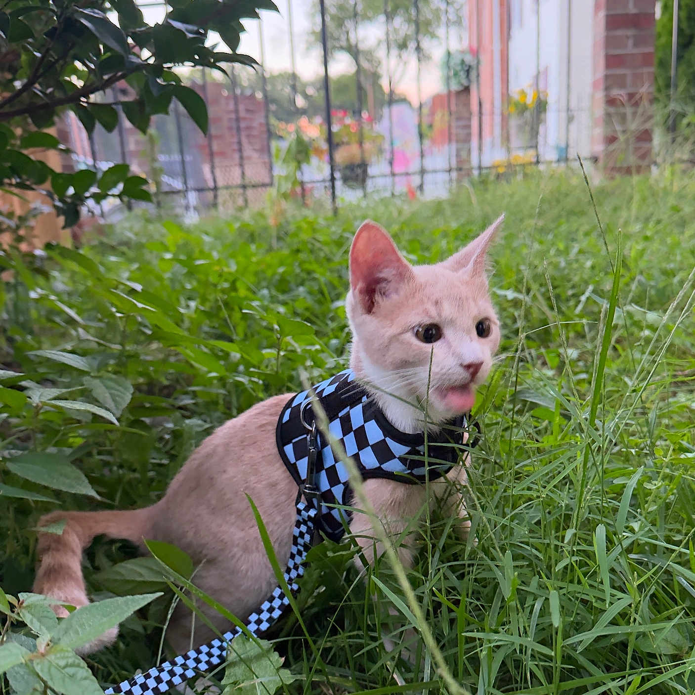 Yuki joined the competition — help win amazing prizes! cat, kitten, pet, animal, outdoor, garden, grass, leash, harness, checkered, blue, pink, feline, portrait, close_up, backyard, plants, leaves, fence, house