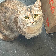 Citrus is registered to the contest to win money with this photo: cat, animal, pet, fur, yellow_eyes, whiskers, floor, tile_floor, cardboard_bag, indoor, curious, looking_up, cute, small, mammal, domestic_cat, feline, sitting, closeup, portrait