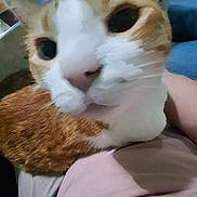 Cosmo is registered to the contest to win money with this photo: cat, orange_cat, white_cat, pet, lap, close_up, indoor, person, smartphone, table, blurred, feline, curious, face, whiskers, ears, domestic_animal, resting, casual, home