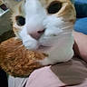 cat, orange_cat, white_cat, pet, lap, close_up, indoor, person, smartphone, table, blurred, feline, curious, face, whiskers, ears, domestic_animal, resting, casual, home