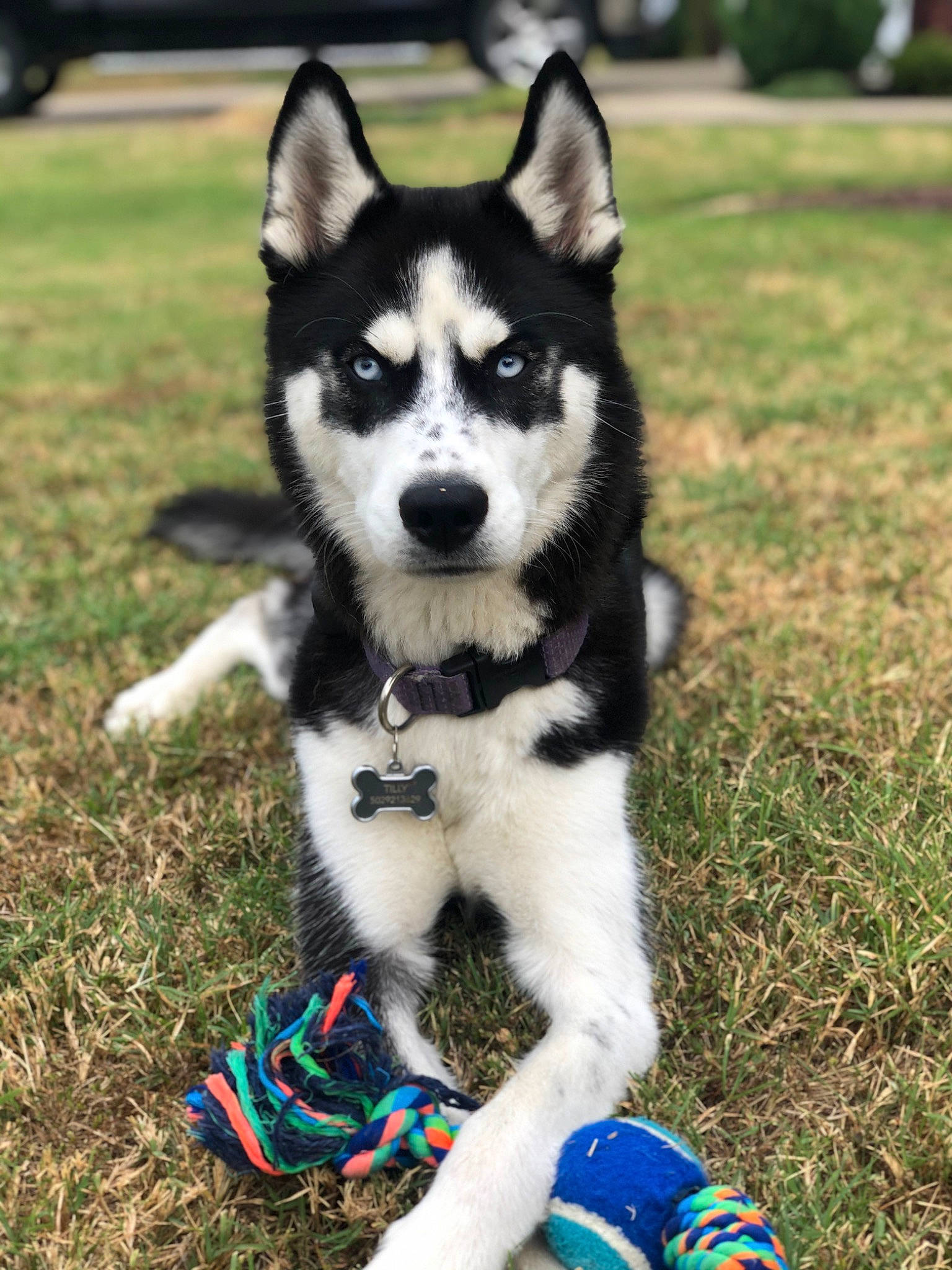 Tilly joined the competition — help win amazing prizes! alaskan_klee_kai, alaskan_malamute, canadian_eskimo_dog, canidae, carnivore, dog, dog_breed, grass, mammal, miniature_siberian_husky, northern_inuit_dog, rare_breed_dog, sakhalin_husky, seppala_siberian_sleddog, siberian_husky, sled_dog, snout, tamaskan_dog, vertebrate, wolfdog