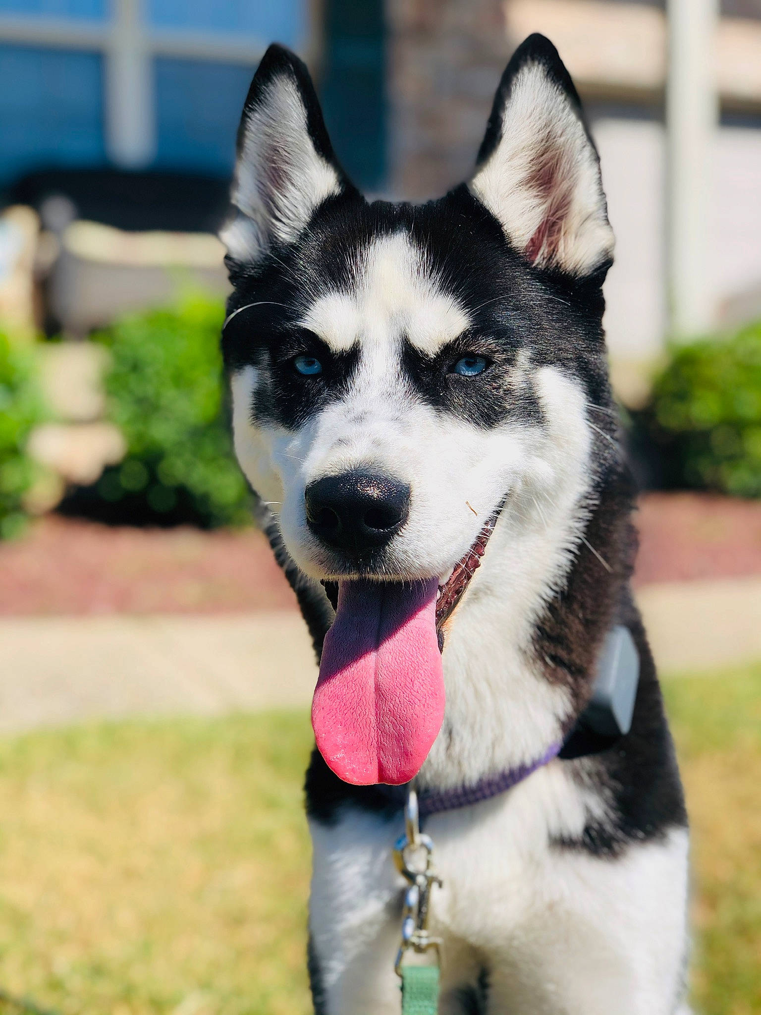 Tilly is registered to the contest to win money with this photo: alaskan_klee_kai, alaskan_malamute, ancient_dog_breeds, canadian_eskimo_dog, canidae, carnivore, dog, dog_breed, greenland_dog, mammal, miniature_siberian_husky, native_american_indian_dog, northern_inuit_dog, rare_breed_dog, sakhalin_husky, seppala_siberian_sleddog, siberian_husky, sled_dog, snout, vertebrate