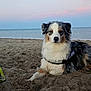 Rayna a rejoint le concours — aidez-le/la à gagner de superbes lots ! dog, australian_shepherd, beach, sand, ocean, sky, sunset, animal, pet, outdoor, water, relaxing, canine, nature, fur, harness, calm, portrait, landscape, serene