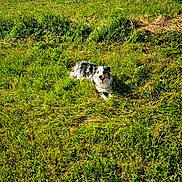 Rayna a rejoint le concours — aidez-le/la à gagner de superbes lots ! dog, grass, field, outdoor, sunlight, animal, happy, tongue_out, lying_down, nature, greenery, pet, fur, summer, daytime, canine, playful, resting, open_space, scenic