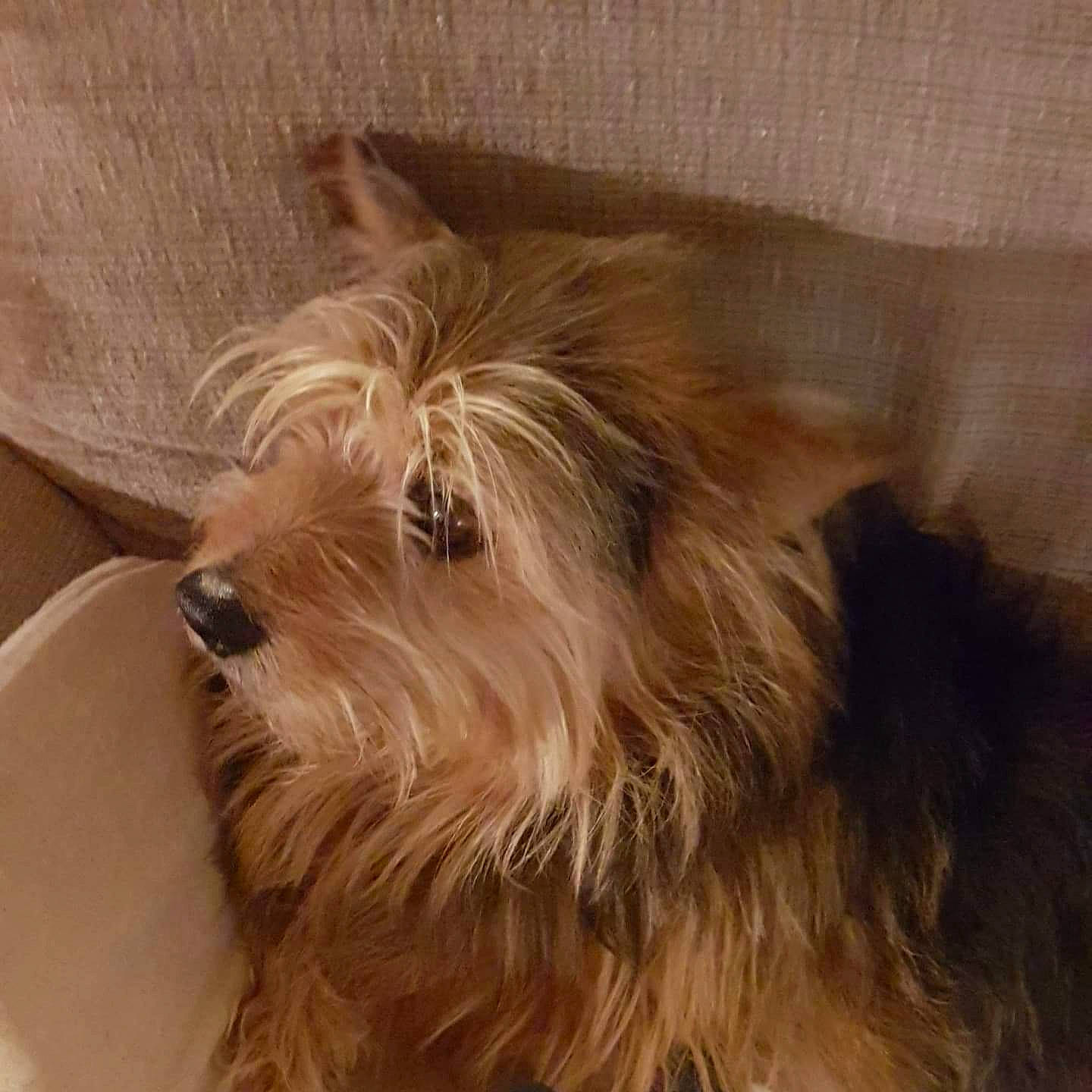 Rocky participe au concours pour gagner de l'argent avec cette photo : australian_silky_terrier, australian_terrier, cairn_terrier, canidae, carnivore, companion_dog, dog, dog_breed, dutch_smoushond, glen_of_imaal_terrier, mammal, morkie, norfolk_terrier, norwich_terrier, rare_breed_dog, small_terrier, terrier, tibetan_terrier, vertebrate, yorkshire_terrier