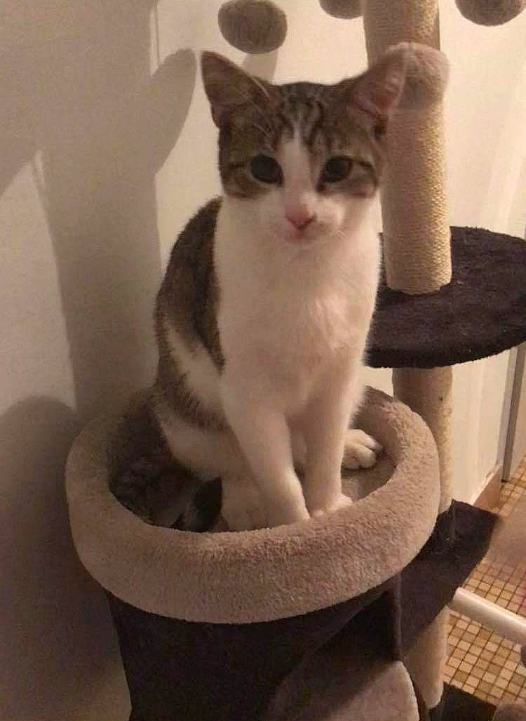 Salamèche a rejoint le concours — aidez-le/la à gagner de superbes lots ! aegean_cat, american_wirehair, asian, carnivore, cat, domestic_short_haired_cat, european_shorthair, fawn, felidae, kitten, mammal, oriental_shorthair, polydactyl_cat, small_to_medium_sized_cats, tail, whiskers