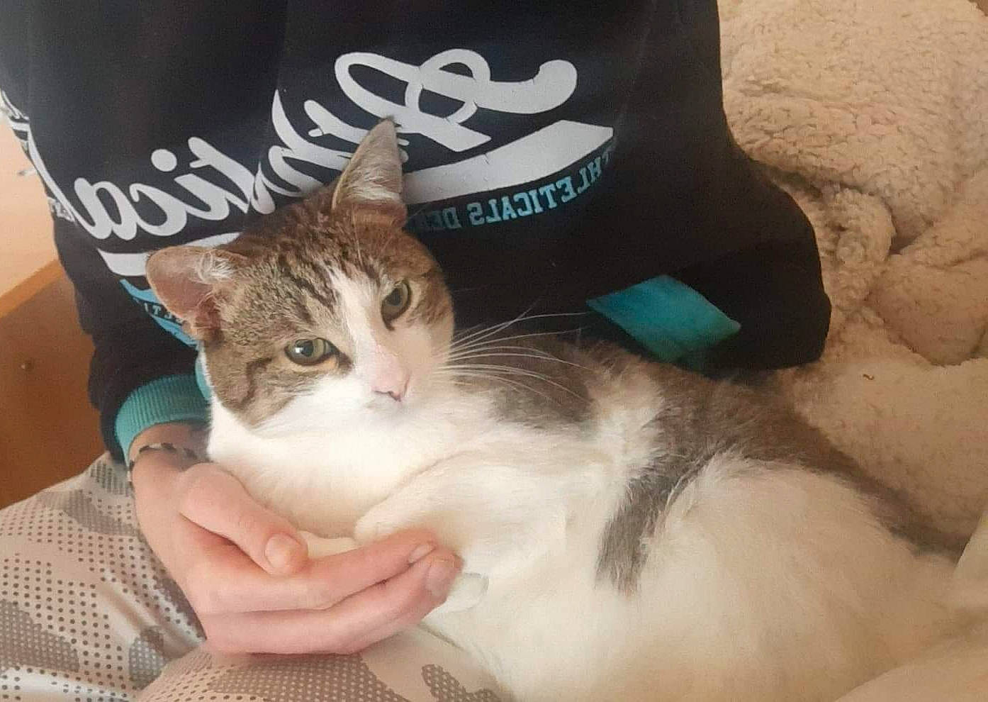 Salamèche a rejoint le concours — aidez-le/la à gagner de superbes lots ! aegean_cat, asian, carnivore, cat, domestic_short_haired_cat, ear, european_shorthair, felidae, kitten, photo_caption, polydactyl_cat, small_to_medium_sized_cats, whiskers