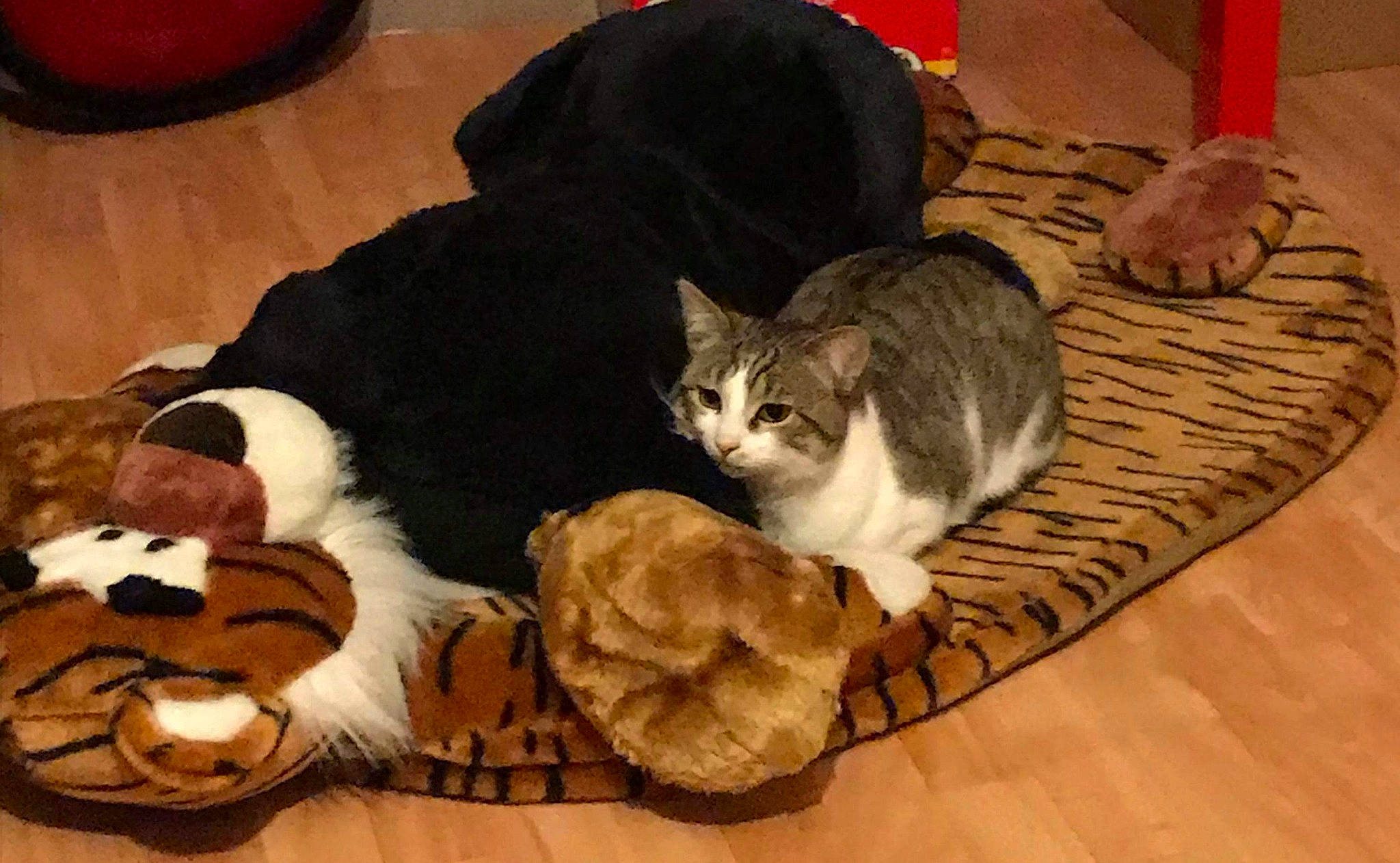 Salamèche a rejoint le concours — aidez-le/la à gagner de superbes lots ! american_shorthair, asian, carnivore, cat, domestic_short_haired_cat, european_shorthair, felidae, fur, kitten, paw, small_to_medium_sized_cats, tabby_cat, whiskers