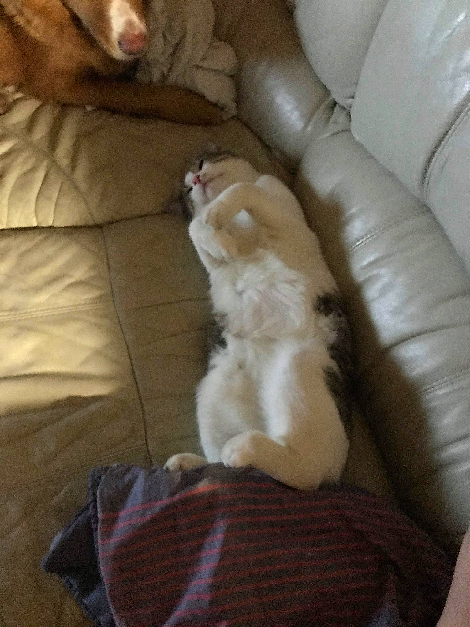 Salamèche a rejoint le concours — aidez-le/la à gagner de superbes lots ! canidae, carnivore, companion_dog, dog, dog_breed, fawn, lhasa_apso, puppy, sporting_group