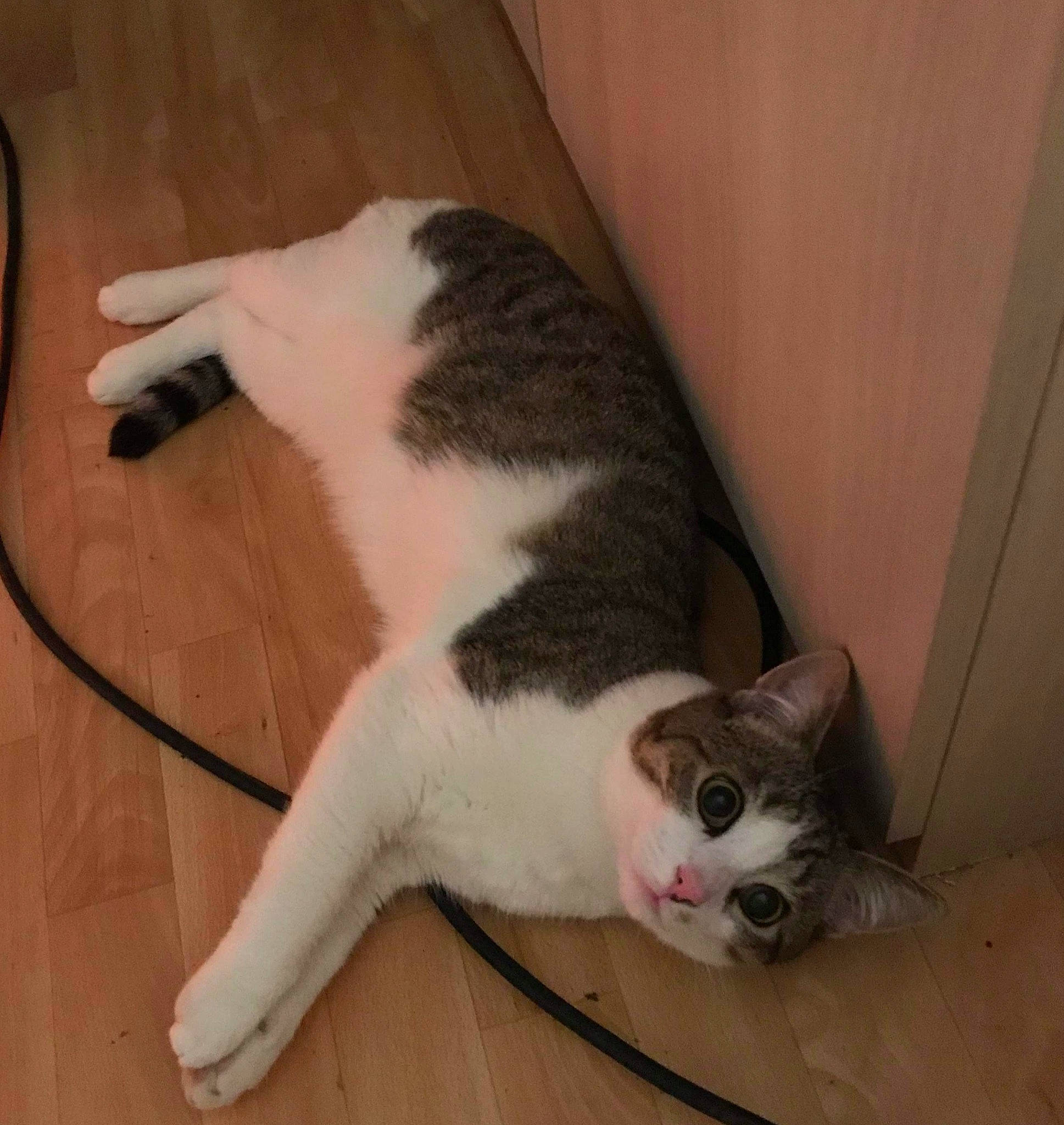 Salamèche a rejoint le concours — aidez-le/la à gagner de superbes lots ! aegean_cat, american_wirehair, carnivore, cat, domestic_short_haired_cat, european_shorthair, felidae, leg, mammal, paw, polydactyl_cat, small_to_medium_sized_cats, tail, whiskers