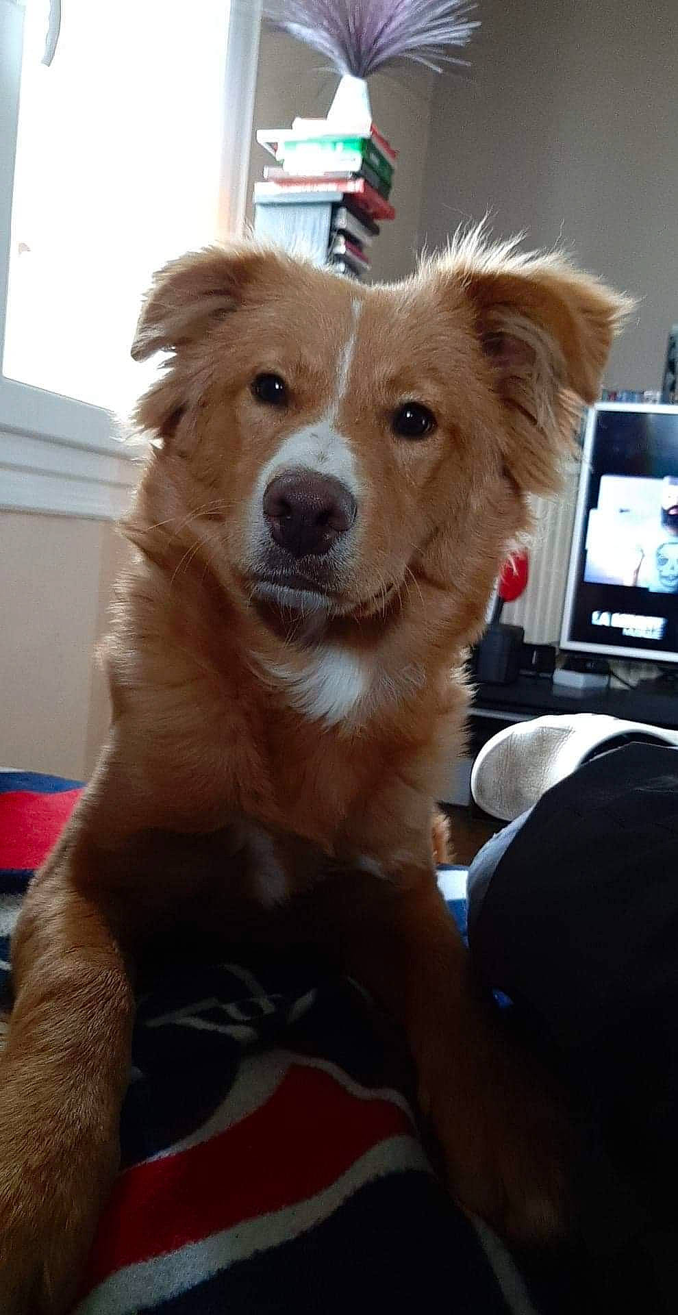 Scamp participe au concours pour gagner de l'argent avec cette photo : basque_shepherd_dog, border_collie, canidae, carnivore, companion_dog, dog, dog_breed, fawn, mammal, nova_scotia_duck_tolling_retriever, rare_breed_dog, small_greek_domestic_dog, snout, sporting_group, vertebrate, working_dog