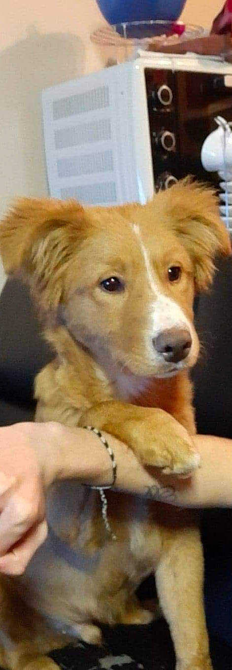 Scamp participe au concours pour gagner de l'argent avec cette photo : australian_collie, australian_shepherd, basque_shepherd_dog, border_collie, canidae, carnivore, companion_dog, dog, dog_breed, golden_retriever, mammal, nova_scotia_duck_tolling_retriever, puppy, rare_breed_dog, retriever, small_greek_domestic_dog, snout, sporting_group, vertebrate, working_dog