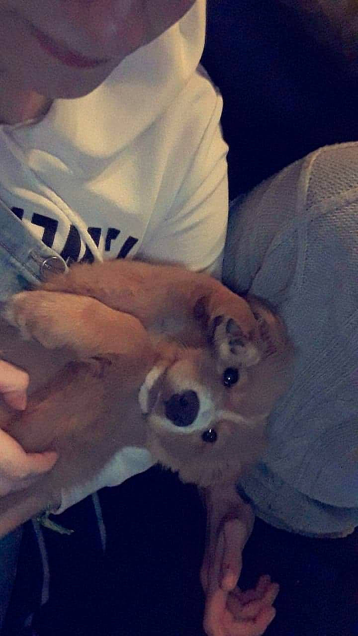 Scamp a rejoint le concours — aidez-le/la à gagner de superbes lots ! canidae, carnivore, dog_breed, ear, puppy