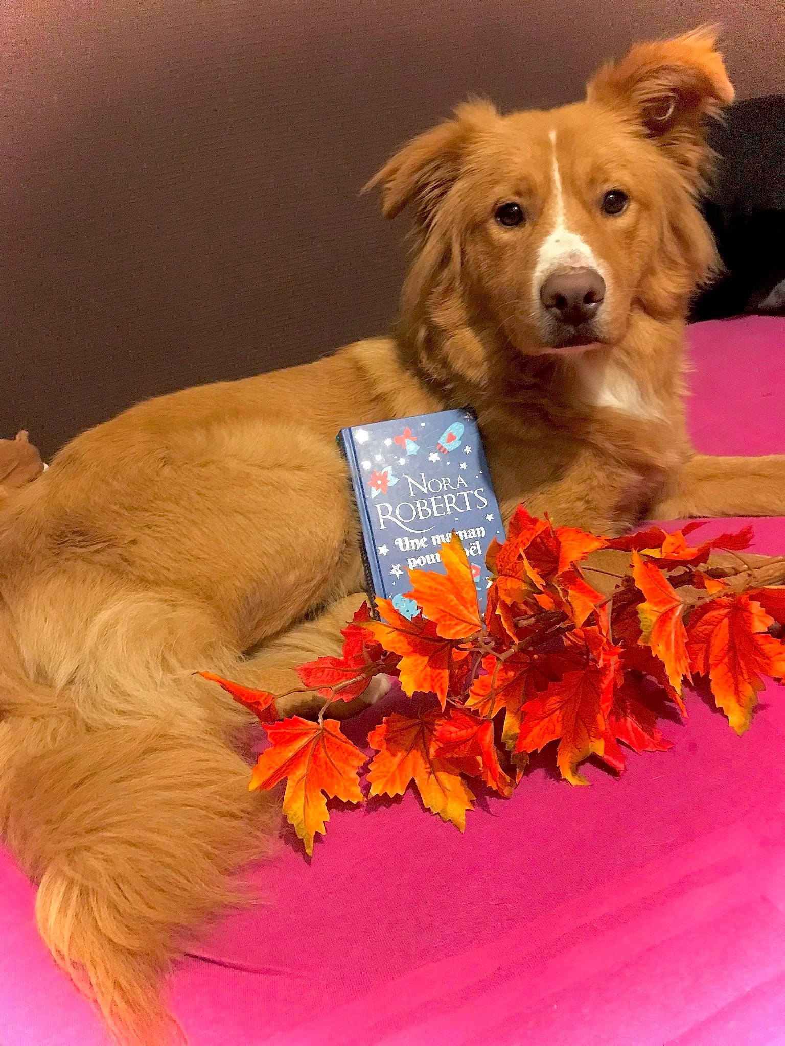 Scamp a rejoint le concours — aidez-le/la à gagner de superbes lots ! canidae, carnivore, companion_dog, dog, dog_breed, nova_scotia_duck_tolling_retriever, sporting_group