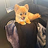 Squishy joined the competition — help win amazing prizes! dog, puppy, small_dog, fluffy, orange_fur, pointed_ears, open_mouth, happy, sitting, portrait, pet, animal, blanket, car_interior, seat, vehicle, cozy, cute, indoor, photography
