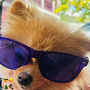 Squishy joined the competition — help win amazing prizes! dog, golden_dog, fluffy, fur, sunglasses, close_up, pet, animal, portrait, nose, whiskers, face, outdoor, sunlight, blurred_background, window, emojis, funny, fashion, summer