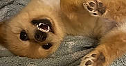 Squishy is registered to the contest to win money with this photo: puppy, dog, golden_fur, fluffy, lying_down, upside_down, open_mouth, teeth, paw_pads, black_nose, dark_eyes, playful, cute, funny, blanket, indoor, portrait, close_up, pet, relaxed
