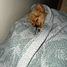 Squishy is registered to the contest to win money with this photo: puppy, dog, sleeping, sleepy, blanket, gray_blanket, cozy, indoors, bed, resting, small_dog, brown_fur, floppy_ears, cute, snuggling, portrait, home, soft_texture, warmth, relaxation