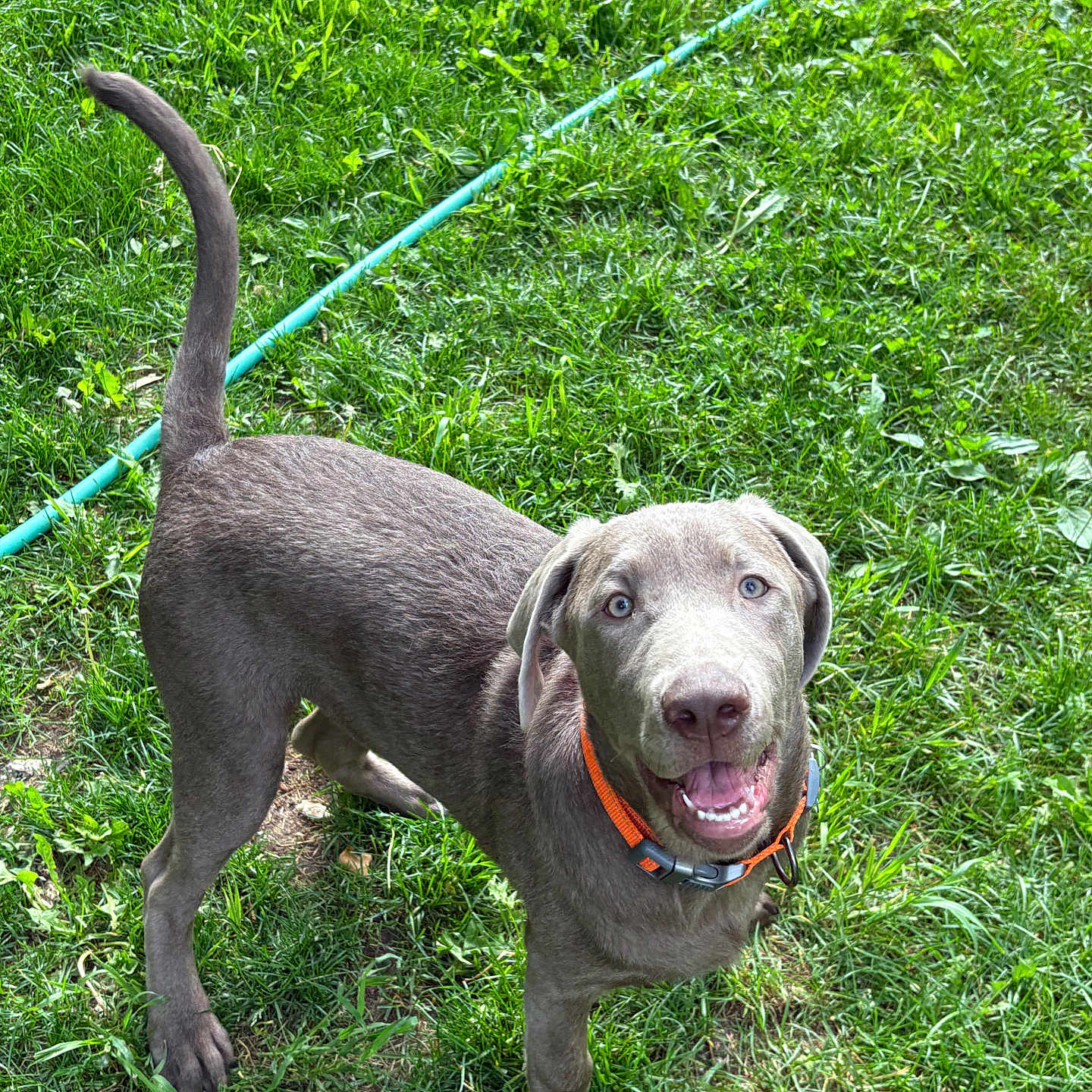 Zeus