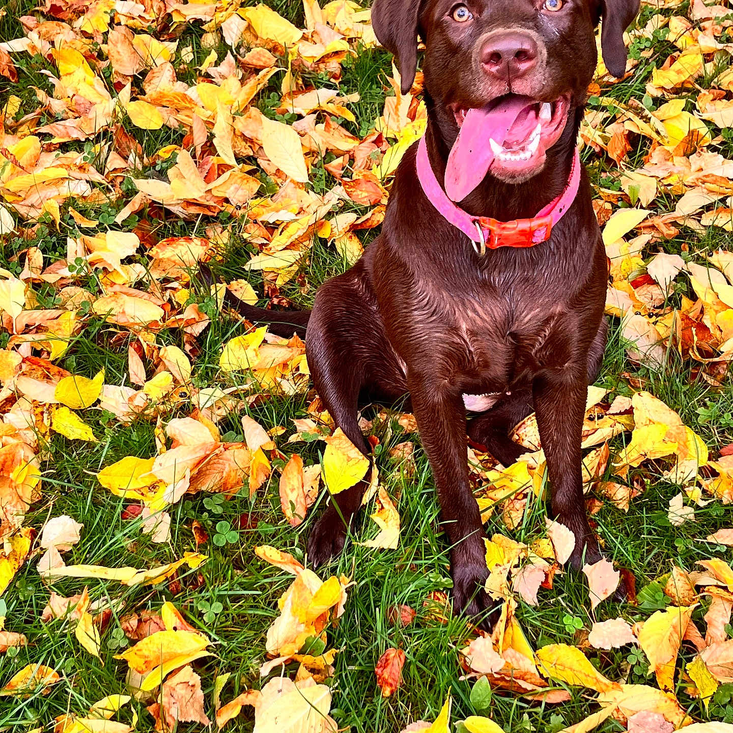 Willow Bear
