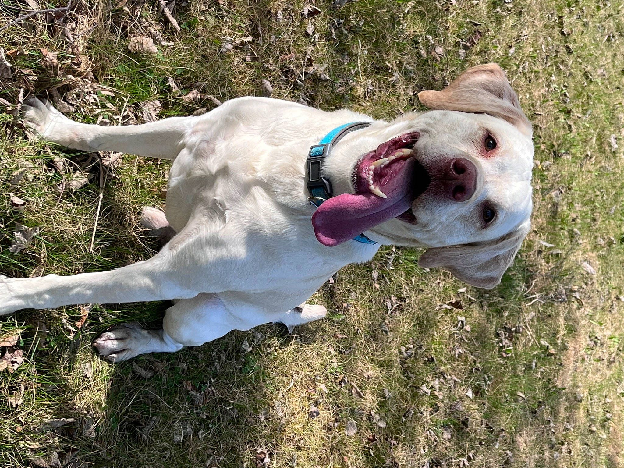 Maximo Ridge is registered to the contest to win money with this photo: canidae, carnivore, collar, companion_dog, dog, dog_breed, dog_collar, dog_supply, fawn, grass, leash, non_sporting_group, pet_supply, plant, snout, sporting_group, tail, terrestrial_animal, working_animal, working_dog