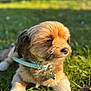 Junior participe au concours pour gagner de l'argent avec cette photo : dog, puppy, grass, outdoor, collar, sunlight, pet, animal, cute, fur, lying_down, nature, blurred_background, daylight, mammal, young, canine, nose, ears, relaxed