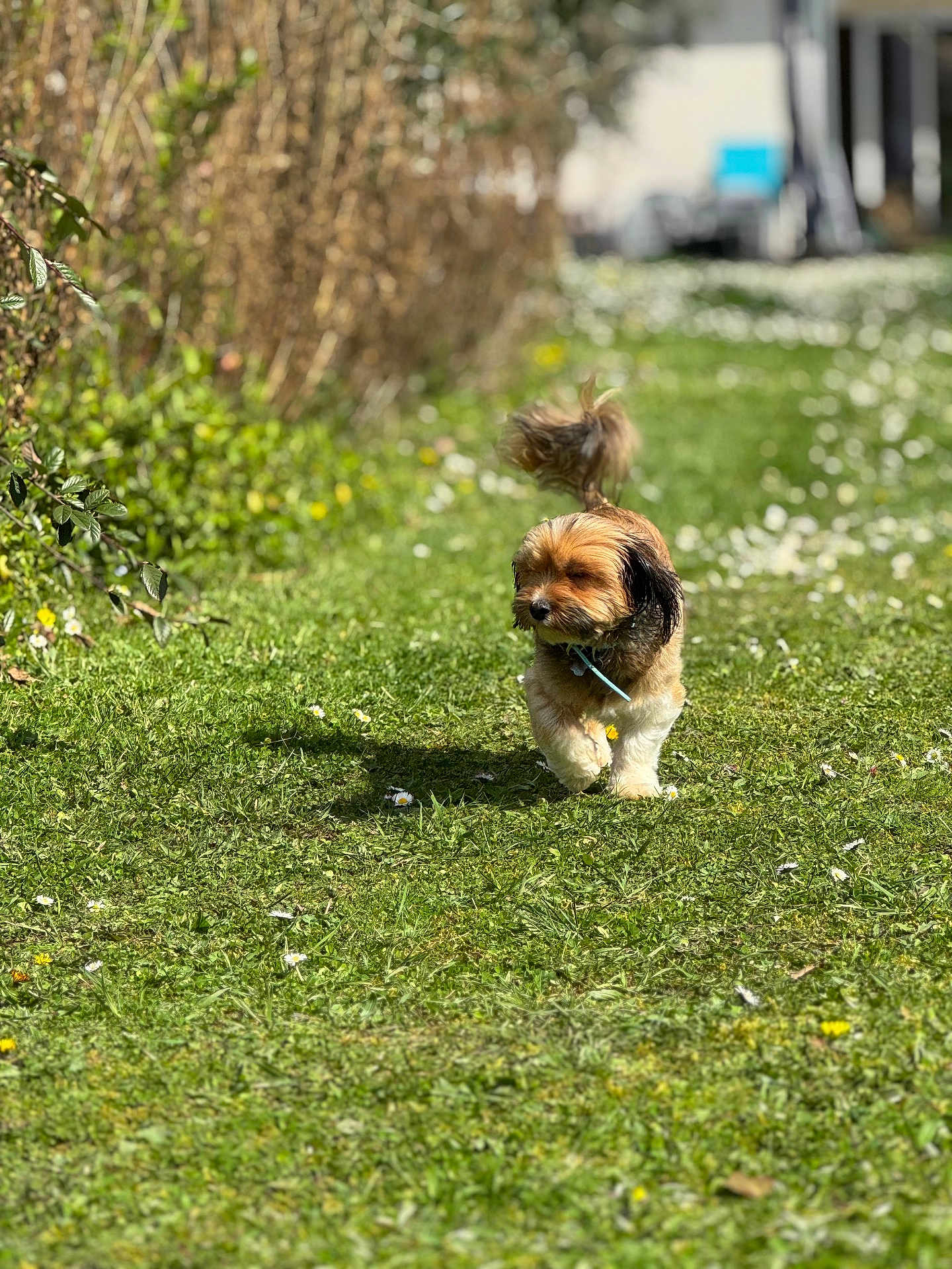 Junior a rejoint le concours — aidez-le/la à gagner de superbes lots ! dog, small_dog, grass, flowers, outdoor, sunny, greenery, path, bushes, nature, pet, fur, walking, spring, animal, daylight, tail, happy, garden, background_blur