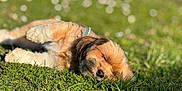 Junior a rejoint le concours — aidez-le/la à gagner de superbes lots ! puppy, dog, sleeping, grass, outdoor, sunlight, nature, young, cute, fur, collar, pet, animal, relaxing, peaceful, green, daylight, closeup, portrait, resting