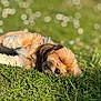 puppy, dog, sleeping, grass, outdoor, sunlight, nature, young, cute, fur, collar, pet, animal, relaxing, peaceful, green, daylight, closeup, portrait, resting
