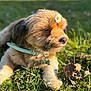 Junior a rejoint le concours — aidez-le/la à gagner de superbes lots ! dog, puppy, grass, flower, daisy, collar, outdoor, sunlight, pet, cute, animal, nature, relaxed, fur, small_dog, adorable, lying_down, daylight, leaf, closeup