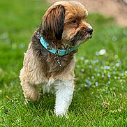 Junior a rejoint le concours — aidez-le/la à gagner de superbes lots ! dog, puppy, grass, collar, outdoor, pet, cute, walking, nature, animal, fur, small_dog, greenery, flower, summer, side_view, canine, young_dog, playful, adorable
